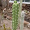 Rauhocereus_riosaniensis_2